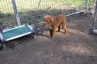 J, a male Poodle - Miniature  for sale in Muldrow, OK – Photo 7 of 9