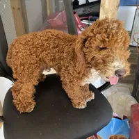 J, a male Poodle - Miniature  for sale in Muldrow, OK – Photo 9 of 9