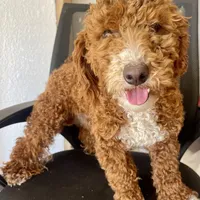 J, a male Poodle - Miniature  for sale in Muldrow, OK – Photo 2 of 9