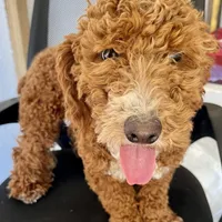 J, a male Poodle - Miniature  for sale in Muldrow, OK – Photo 3 of 9