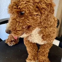 J, a male Poodle - Miniature  for sale in Muldrow, OK – Photo 4 of 9