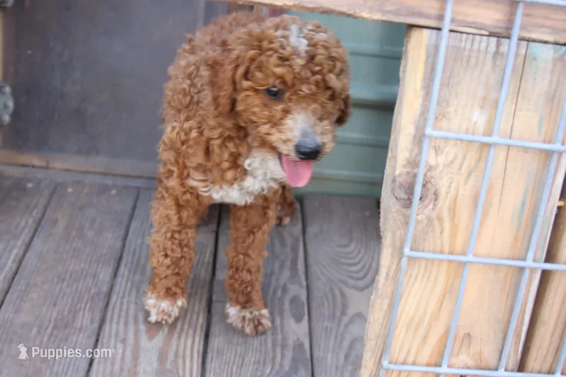 J – Poodle - Miniature  puppy on hold in Muldrow, OK