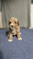 Boy 1, a female Poodle - Miniature  for sale in Muldrow, OK – 5 of 5