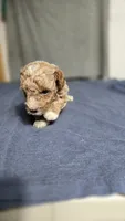 Boy 1, a female Poodle - Miniature  for sale in Muldrow, OK – 2 of 5