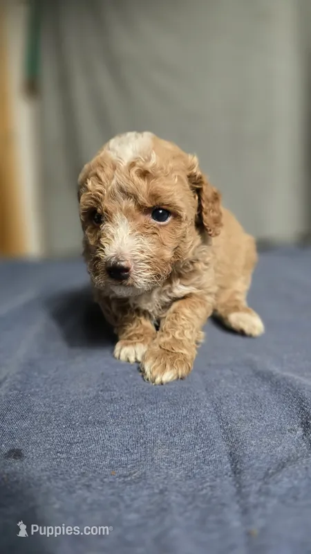 Boy 3 – Poodle - Miniature  puppy for sale in Muldrow, OK
