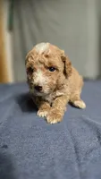 Boy 3, a female Poodle - Miniature  for sale in Muldrow, OK – 1 of 3