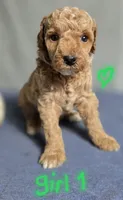 Girl 1 , a female Poodle - Miniature  for sale in Muldrow, OK – 2 of 5