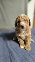 Boy 3, a female Poodle - Miniature  for sale in Muldrow, OK – 3 of 3