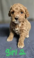 Girl 2, a female Poodle - Miniature  for sale in Muldrow, OK – 2 of 4