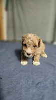 Boy 1, a female Poodle - Miniature  for sale in Muldrow, OK – 4 of 5