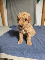 Girl 1 , a female Poodle - Miniature  for sale in Muldrow, OK – 3 of 5