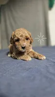 Girl 2, a female Poodle - Miniature  for sale in Muldrow, OK – 4 of 4