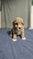 Boy 1, a female Poodle - Miniature  for sale in Muldrow, OK – 3 of 5