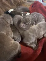 AKC Brown Newfoundland , a female Newfoundland for sale in Zalma, MO – Photo 6 of 6