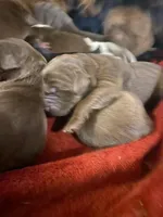 AKC Brown Newfoundland , a female Newfoundland for sale in Zalma, MO – Photo 4 of 6