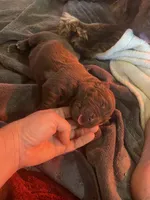 AKC Brown Newfoundland , a female Newfoundland for sale in Zalma, MO – Photo 1 of 6