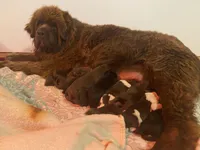 AKC Brown Newfoundland , a female Newfoundland for sale in Zalma, MO – Photo 5 of 6