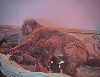 AKC Brown Newfoundland , a female Newfoundland for sale in Zalma, MO – Photo 2 of 6