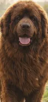 Coming springtime 2027, a  Newfoundland for sale in Canalou, MO – 2 of 2