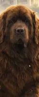 Coming springtime 2027, a  Newfoundland for sale in Canalou, MO – 1 of 2