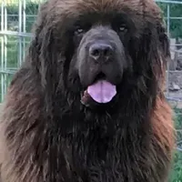 Brown female AKC, a female Newfoundland for sale in Canalou, MO – Photo 4 of 4