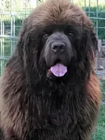 Brown female AKC, a female Newfoundland for sale in Zalma, MO – Photo 4 of 4