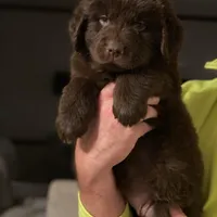 Brown female AKC, a female Newfoundland for sale in Canalou, MO – Photo 2 of 4