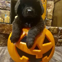 Brown female AKC, a female Newfoundland for sale in Canalou, MO – Photo 1 of 4