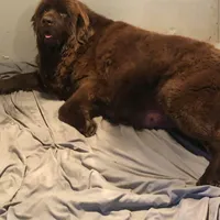 Brown female AKC, a female Newfoundland for sale in Canalou, MO – Photo 3 of 4