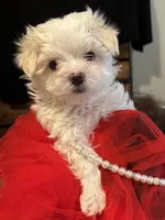 Tuggars Da Vinci , a male Maltese for sale in Houston, TX – 7 of 10