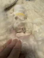 Tuggars Da Vinci , a male Maltese for sale in Houston, TX – 7 of 10