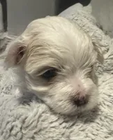 Zeus, a male Maltese for sale in Houston, TX – 6 of 10