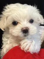 Tuggars Da Vinci , a male Maltese for sale in Houston, TX – 9 of 10