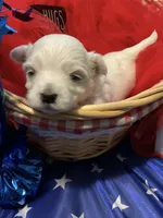 Zeus, a male Maltese for sale in Houston, TX – 2 of 7