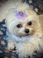 Tuggars Da Vinci , a male Maltese for sale in Houston, TX – 9 of 10