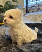 Tuggars Da Vinci , a male Maltese for sale in Houston, TX – 8 of 10