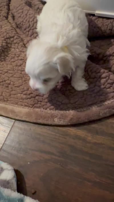Zeus, a male Maltese for sale in Houston, TX – 4 of 10