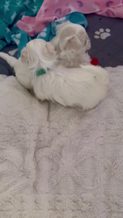Zeus, a male Maltese for sale in Houston, TX – 2 of 10