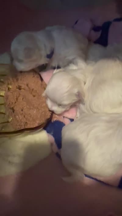 Zeus, a male Maltese for sale in Houston, TX – 7 of 7