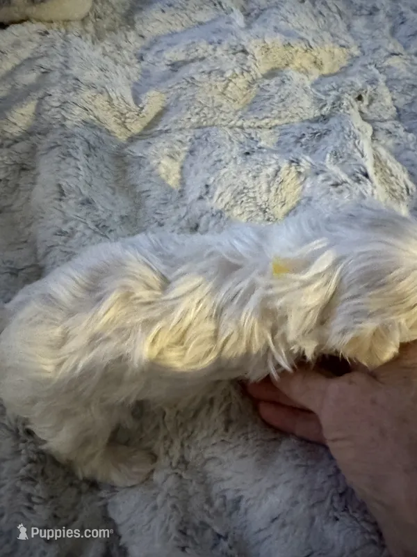 Tuggars Da Vinci  – Maltese puppy for sale in Houston, TX