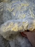 Tuggars Da Vinci , a male Maltese for sale in Houston, TX – 1 of 10