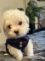 Tuggars Da Vinci , a male Maltese for sale in Houston, TX – 6 of 10