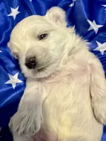 Zeus, a male Maltese for sale in Houston, TX – 4 of 7
