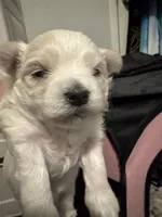 Zeus, a male Maltese for sale in Houston, TX – 6 of 7
