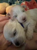 Tuggars Da Vinci , a male Maltese for sale in Houston, TX – 4 of 10