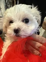 Zeus, a male Maltese for sale in Houston, TX – 10 of 10