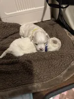 Tuggars Da Vinci , a male Maltese for sale in Houston, TX – 8 of 10