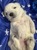 Zeus, a male Maltese for sale in Houston, TX – 5 of 7