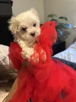 Zeus, a male Maltese for sale in Houston, TX – 9 of 10