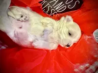 Zeus, a male Maltese for sale in Houston, TX – 3 of 7